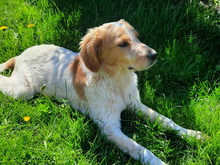 ICO, Hund, Mischlingshund in Aalen - Bild 3