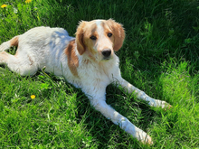 ICO, Hund, Mischlingshund in Aalen - Bild 4