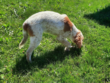 ICO, Hund, Mischlingshund in Aalen - Bild 5