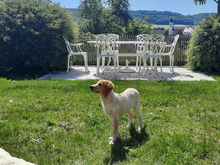 ICO, Hund, Mischlingshund in Aalen - Bild 6