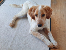ICO, Hund, Mischlingshund in Aalen - Bild 7