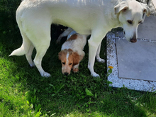 ICO, Hund, Mischlingshund in Aalen - Bild 9