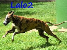LALO2, Hund, Galgo Español in Spanien - Bild 1