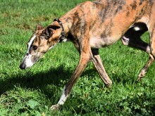LALO2, Hund, Galgo Español in Spanien - Bild 10