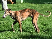 LALO2, Hund, Galgo Español in Spanien - Bild 11