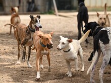 LALO2, Hund, Galgo Español in Spanien - Bild 12