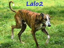 LALO2, Hund, Galgo Español in Spanien - Bild 13