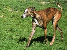 LALO2, Hund, Galgo Español in Spanien - Bild 14