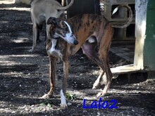 LALO2, Hund, Galgo Español in Spanien - Bild 15