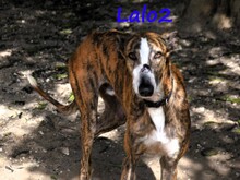 LALO2, Hund, Galgo Español in Spanien - Bild 16