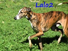 LALO2, Hund, Galgo Español in Spanien - Bild 2