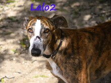 LALO2, Hund, Galgo Español in Spanien - Bild 3