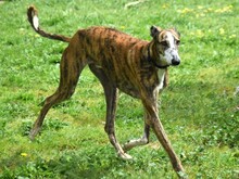 LALO2, Hund, Galgo Español in Spanien - Bild 4