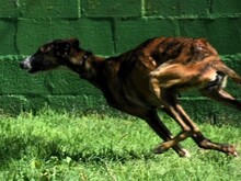 LALO2, Hund, Galgo Español in Spanien - Bild 5