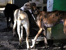 LALO2, Hund, Galgo Español in Spanien - Bild 6