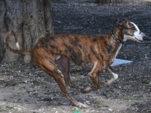 LALO2, Hund, Galgo Español in Spanien - Bild 7