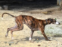 LALO2, Hund, Galgo Español in Spanien - Bild 8