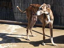LALO2, Hund, Galgo Español in Spanien - Bild 9
