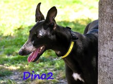 DINO2, Hund, Galgo Ingles in Spanien - Bild 1