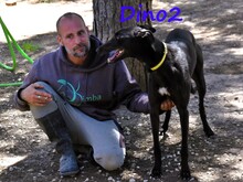 DINO2, Hund, Galgo Ingles in Spanien - Bild 2