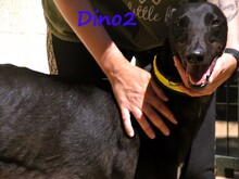 DINO2, Hund, Galgo Ingles in Spanien - Bild 3