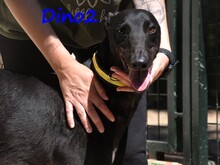 DINO2, Hund, Galgo Ingles in Spanien - Bild 4