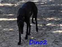 DINO2, Hund, Galgo Ingles in Spanien - Bild 5