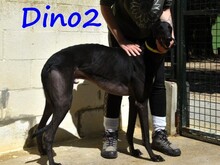 DINO2, Hund, Galgo Ingles in Spanien - Bild 6