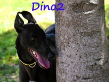 DINO2, Hund, Galgo Ingles in Spanien - Bild 7