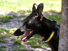 DINO2, Hund, Galgo Ingles in Spanien - Bild 8