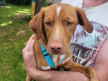 GIGETTO, Hund, Mischlingshund in Buchheim - Bild 1