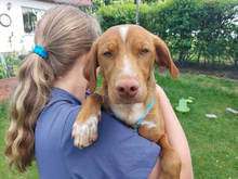 GIGETTO, Hund, Mischlingshund in Buchheim - Bild 2