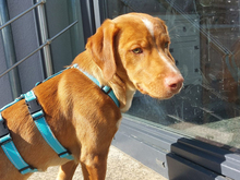 GIGETTO, Hund, Mischlingshund in Buchheim - Bild 3