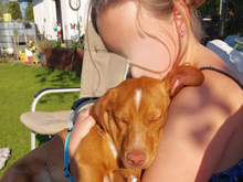 GIGETTO, Hund, Mischlingshund in Buchheim - Bild 4
