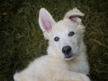 GIGHEN, Hund, Mischlingshund in Kißlegg - Bild 1