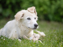GIGHEN, Hund, Mischlingshund in Kißlegg - Bild 2