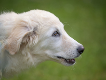 GIGHEN, Hund, Mischlingshund in Kißlegg - Bild 3