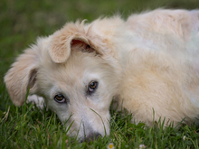 GIGHEN, Hund, Mischlingshund in Kißlegg - Bild 4