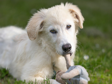 GIGHEN, Hund, Mischlingshund in Kißlegg - Bild 5