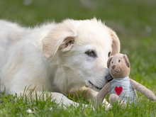 GIGHEN, Hund, Mischlingshund in Kißlegg - Bild 6