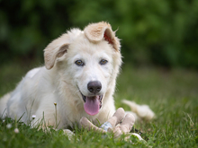 GIGHEN, Hund, Mischlingshund in Kißlegg - Bild 7