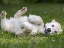 GIGHEN, Hund, Mischlingshund in Kißlegg - Bild 8