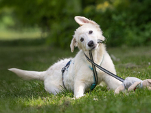 GIGHEN, Hund, Mischlingshund in Kißlegg - Bild 9
