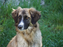 OLIVO, Hund, Mischlingshund in Oberviechtach - Bild 1