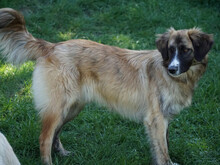 OLIVO, Hund, Mischlingshund in Oberviechtach - Bild 2