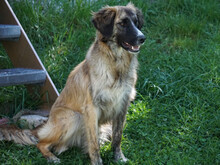OLIVO, Hund, Mischlingshund in Oberviechtach - Bild 3