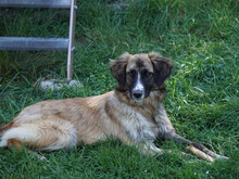 OLIVO, Hund, Mischlingshund in Oberviechtach - Bild 4