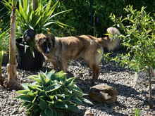 OLIVO, Hund, Mischlingshund in Oberviechtach - Bild 6