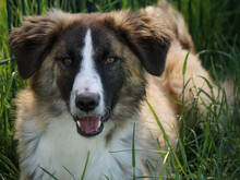 ORAZIO, Hund, Mischlingshund in Oberviechtach - Bild 1