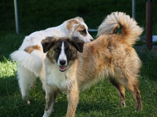 ORAZIO, Hund, Mischlingshund in Oberviechtach - Bild 2